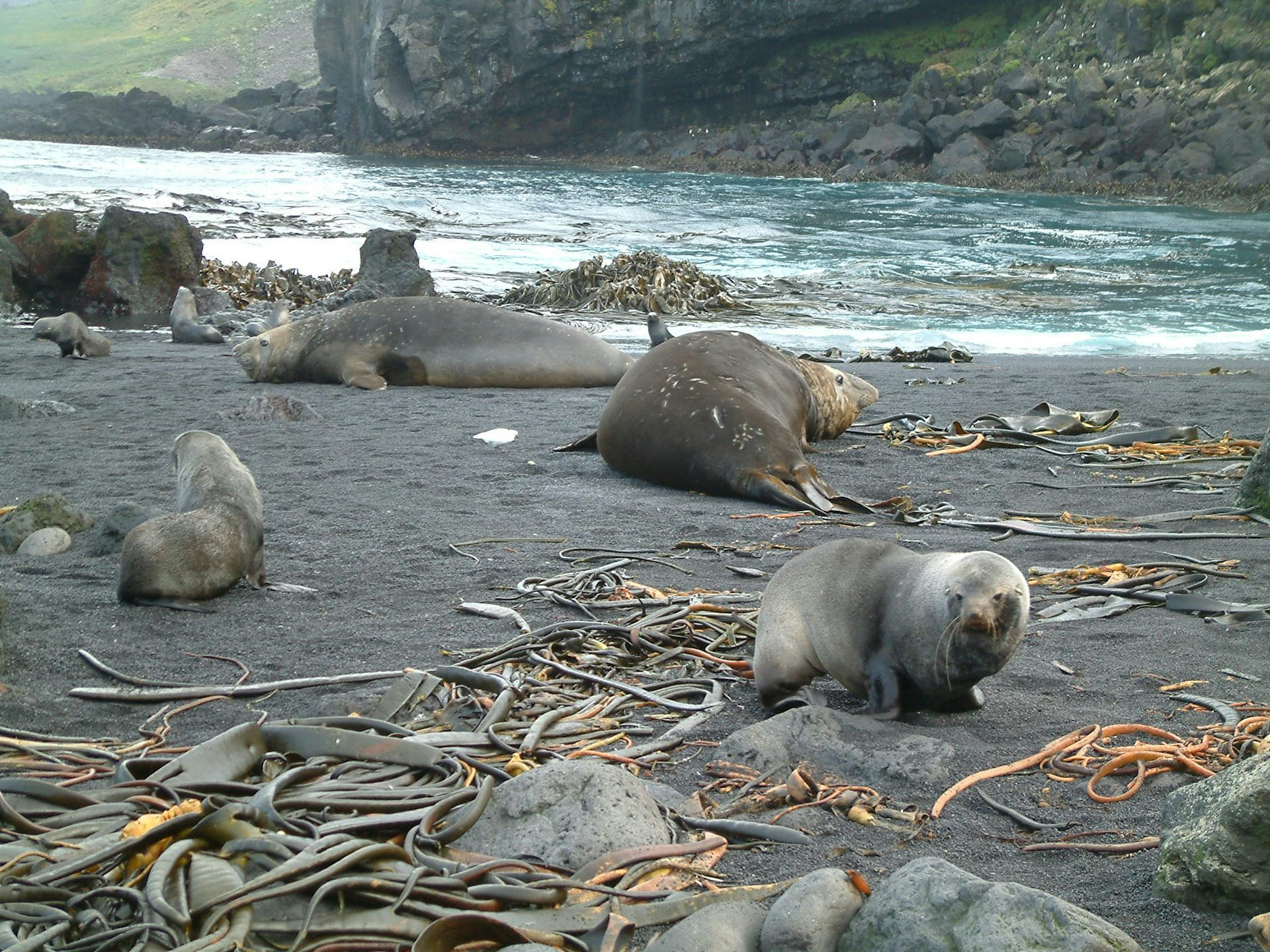 Focas y algas en una playa del sur.