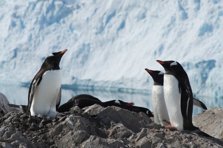 Three penguins stood on a rock in front of a wall of ice