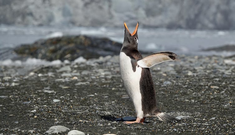 Penguin crying and flapping its wings on a beach.
