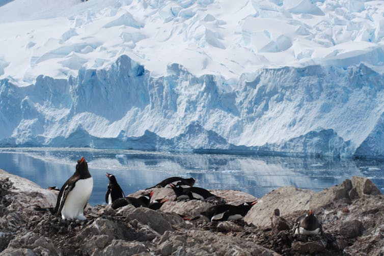 Group of penguins on rocks in front of wall of ice.