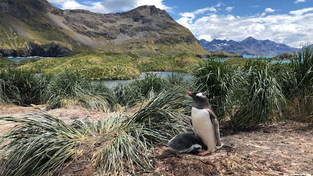Penguin and baby in grassy landscape.
