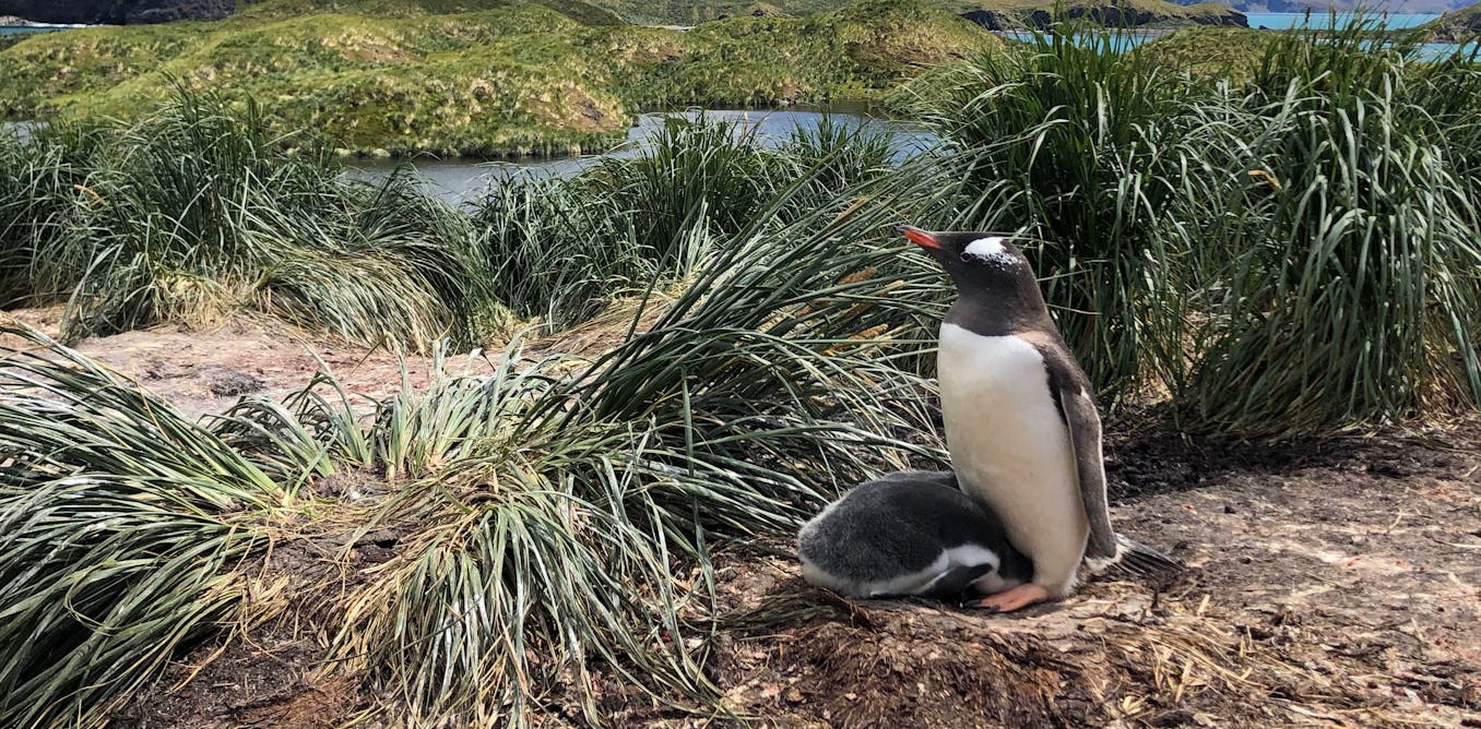 How we discovered three new species of penguin in the southern ocean