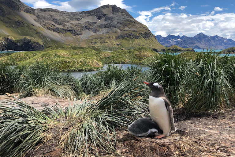 Penguin and baby in grassy landscape.