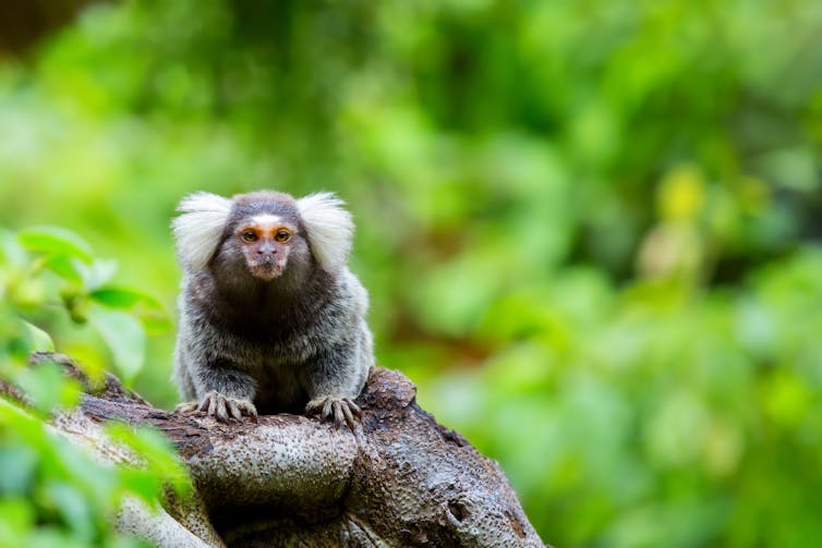 A marmoset sits on a tree branch looking at the camera.