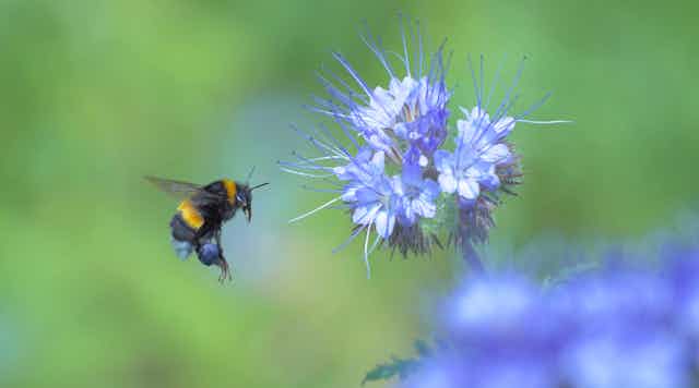 A bumblebee hovering over a lavender flower