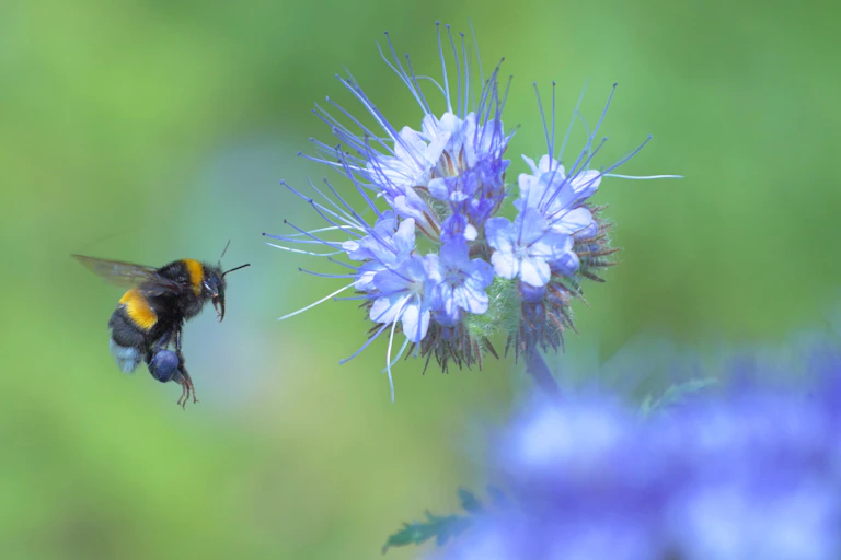 A bumblebee hovering over a lavender flower