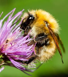 A bumblebee collecting pollen from a thistle.