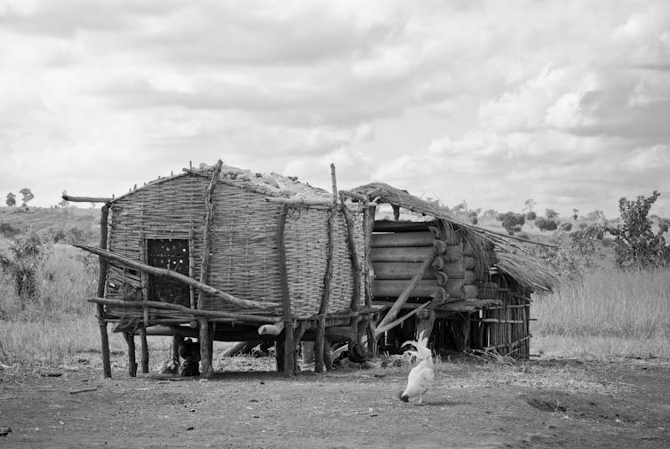 Two rustic structures of logs and woven sticks with a rooster pecking at the earth in the foreground and a grassy veld in the background.