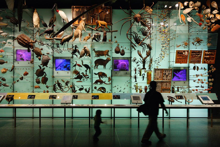 Un enfant et un adulte défilent dans les galeries d'un muséum d’histoire naturelle 
