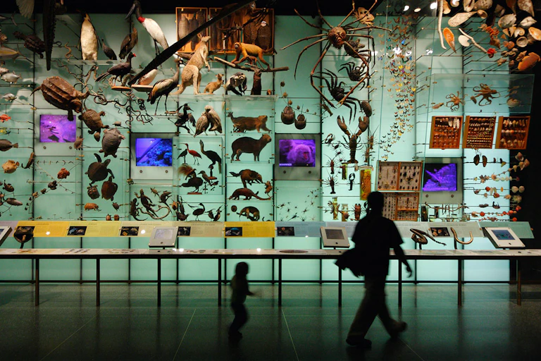 Un enfant et un adulte défilent dans les galeries d'un muséum d’histoire naturelle