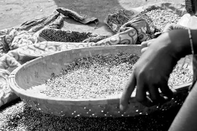 A woman's hand with a bracelet holds a woven basket containing grains, sifting it over a patterned cloth in order to separate the chaff.