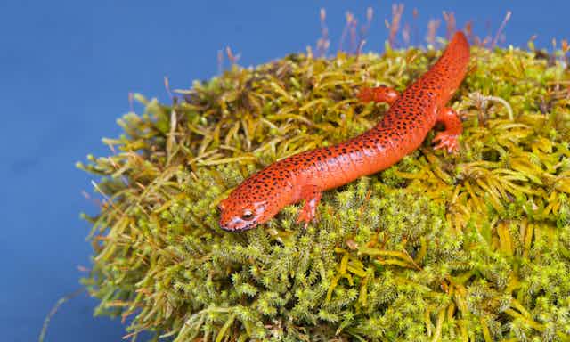 A macro photosgraph of a red salamander on n a piece of moss or lichen