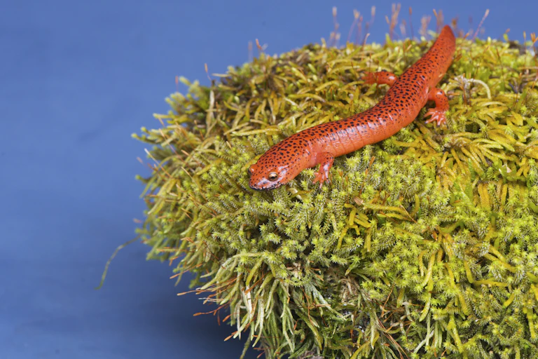 A macro photosgraph of a red salamander on n a piece of moss or lichen