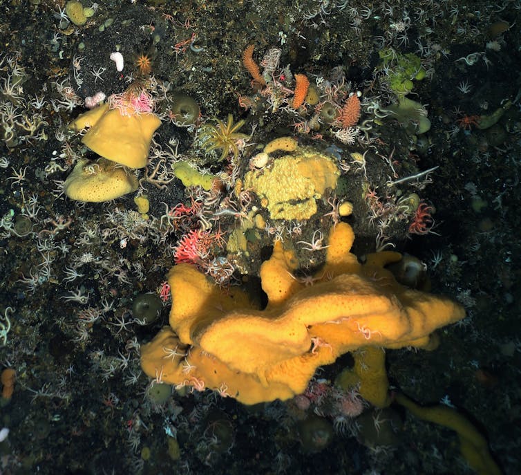 Colourful creatures that live on the seafloor