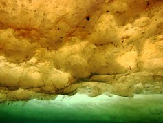 Algae growing on the underside of sea ice in Antarctica.