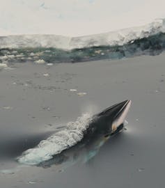 Minke whale in Antarctic waters
