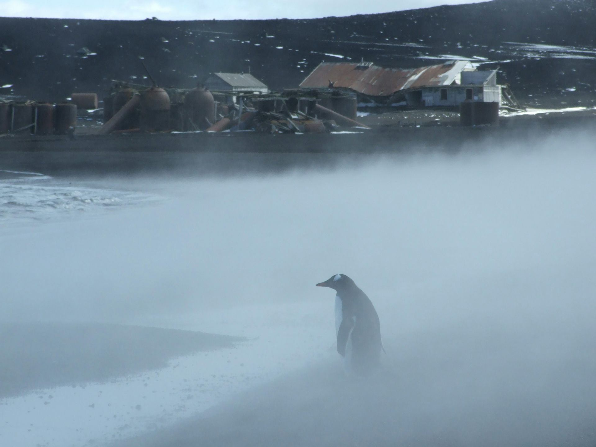 Una estación de pesca de ballenas abandonada.