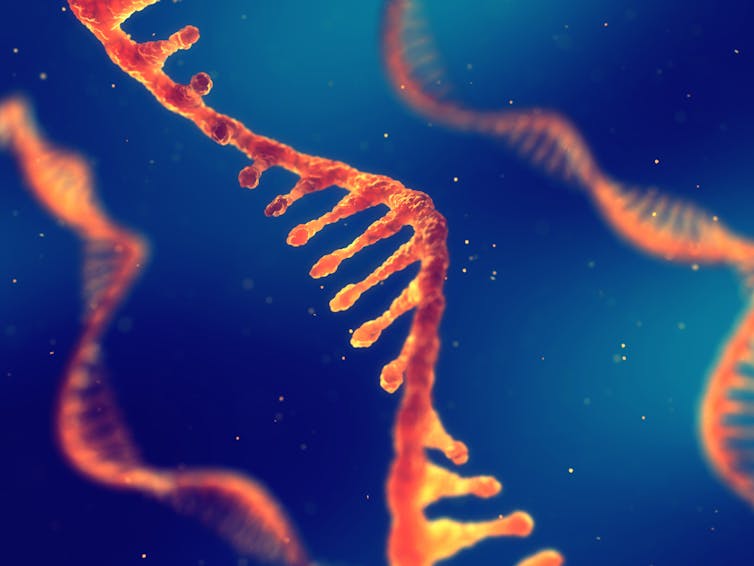 Illustration of single-stranded RNA