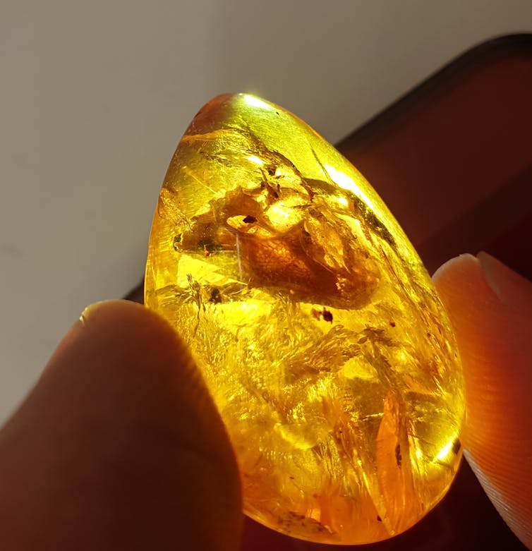 Specimen preserved in amber.