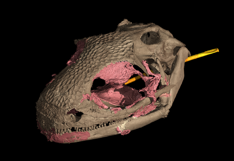 Computer rendering of the _Yaksha perettii_ specimen