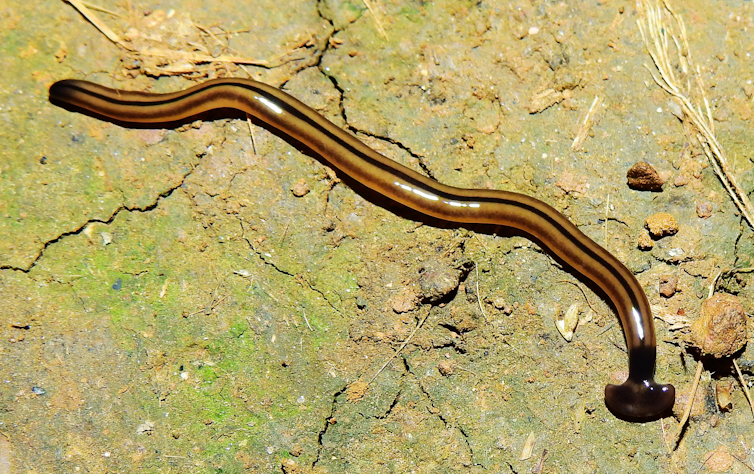 Bipalium vagum