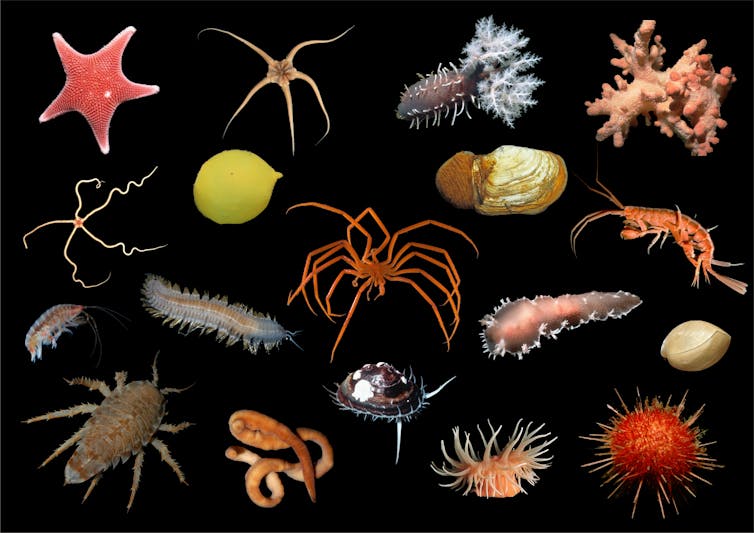 Una selección de los invertebrados con los que a menudo se encuentran los investigadores que bucean en la estación de Rothera, en la Antártida.