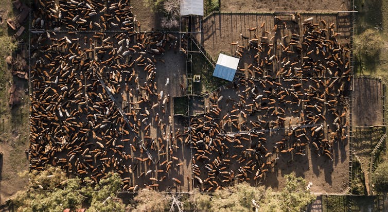 An aerial view of a feedlot full of cows.