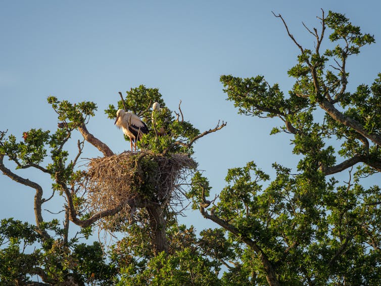 A pair of large, white storks stand in a nest atop a large oak tree.