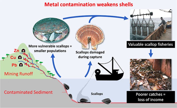 Diagram of heavy metal pollution and impact on scallops.