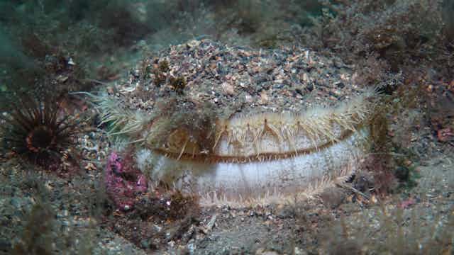 A scallop underwater.