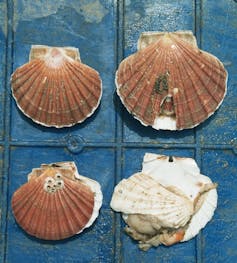 Photo showing four scallop shells