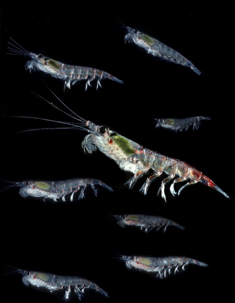 Krill Antarktika