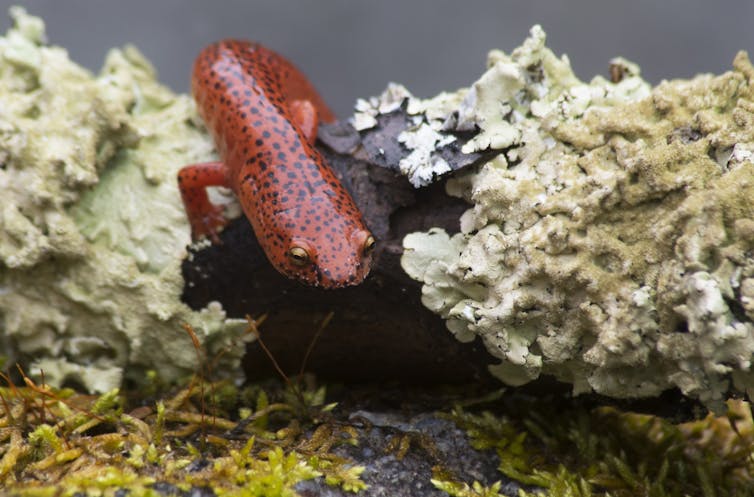 A skin-eating fungus from Europe could decimate Appalachia's salamanders – but researchers are working to prevent an outbreak