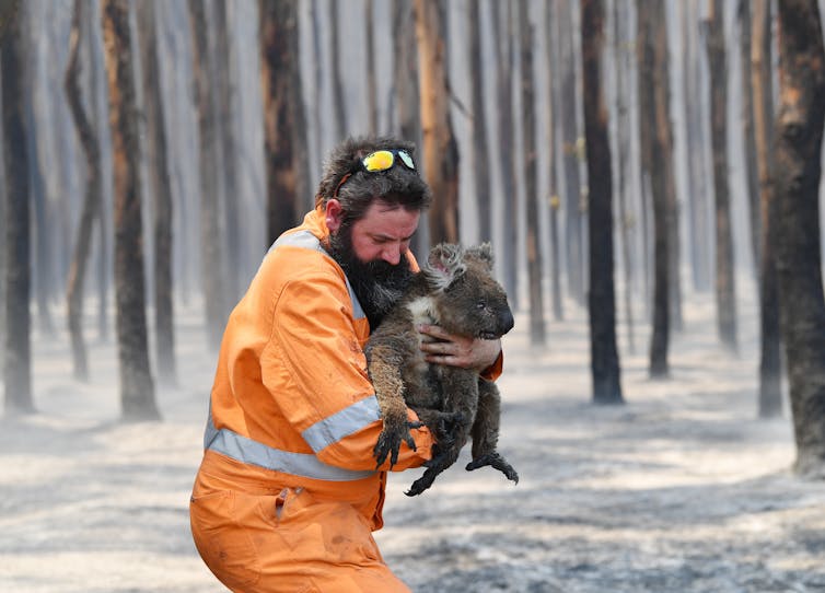 A wildlife rescuer holds a koala with burnt feet in a burnt forest