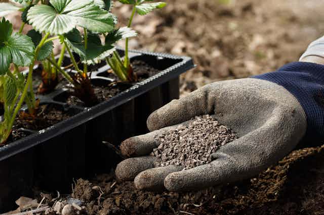 A gloved hand holds solid fertiliser next to plants growing in plastic pots.