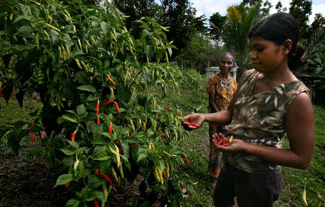 A woman looks at a red chili.