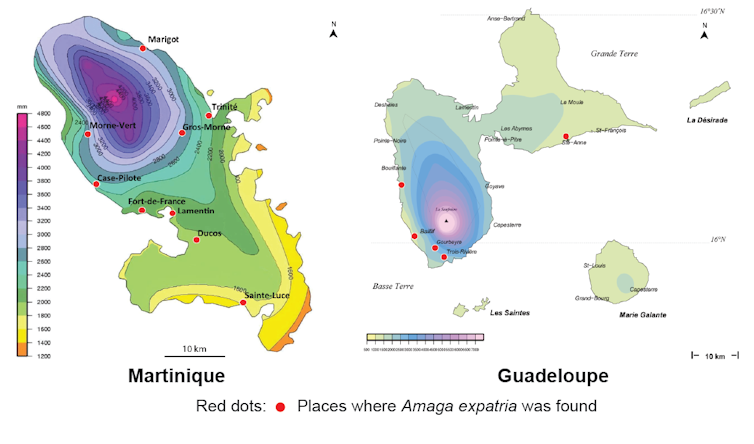 Amaga expatria, map