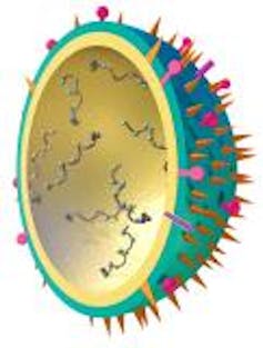Half-sphere cross-section of a flu virus showing interior and exterior.