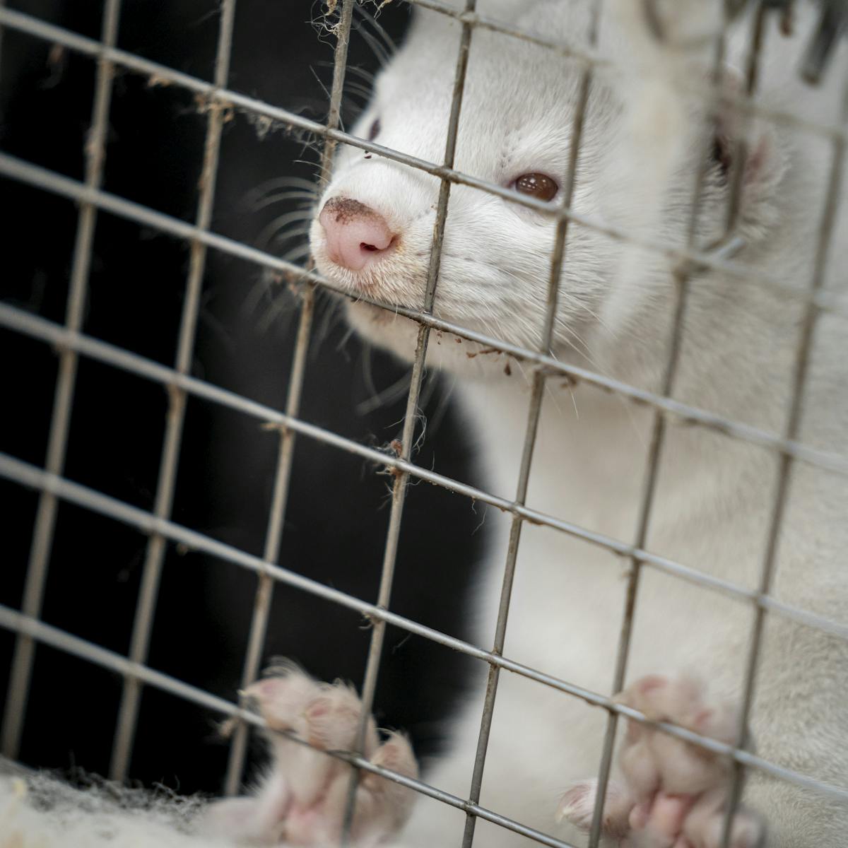 Denmark To Cull Mink Herd Over Coronavirus Mutation Fears Here S What The Science Says
