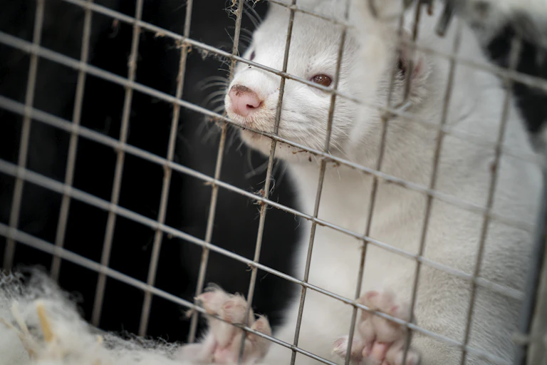 Mink in a cage.