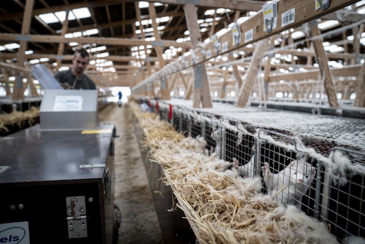 A mink farm in Denmark.