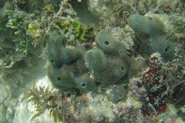 The sea sponge Amphimedon queenslandica.