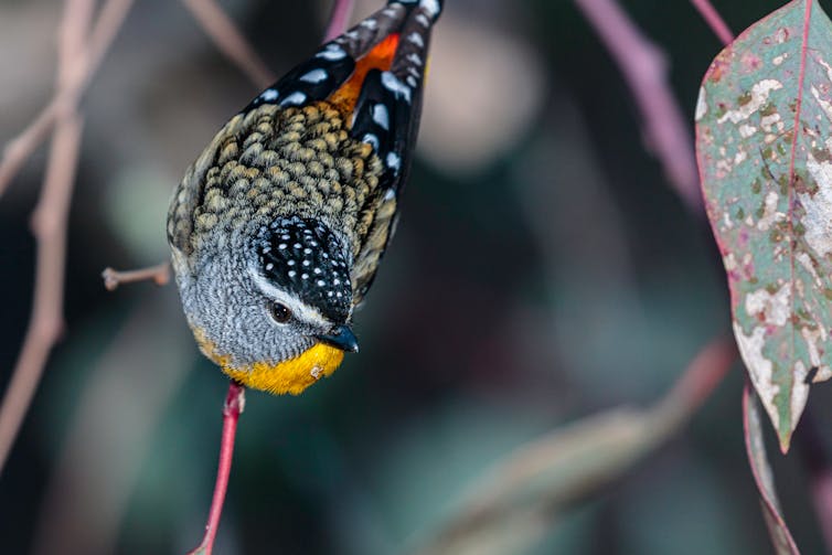 Friday essay: in praise of pardalotes, unique birds living in a damaged country