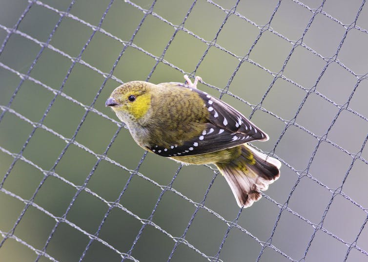Friday essay: in praise of pardalotes, unique birds living in a damaged country