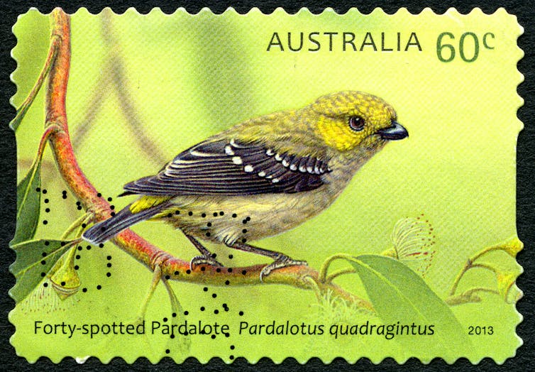 Friday essay: in praise of pardalotes, unique birds living in a damaged country