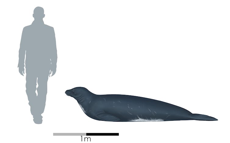 A diagram comparing the size of _Eomonachus belegaerensis_ with an adult human.