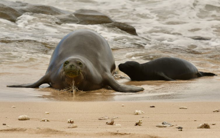 A Hawaiian monk seal, and its pup, on a beach.