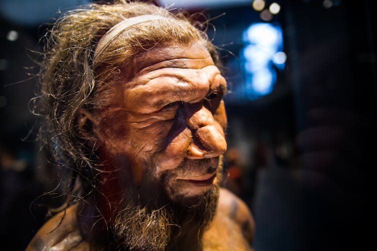 Recreation of Neanderthal male head