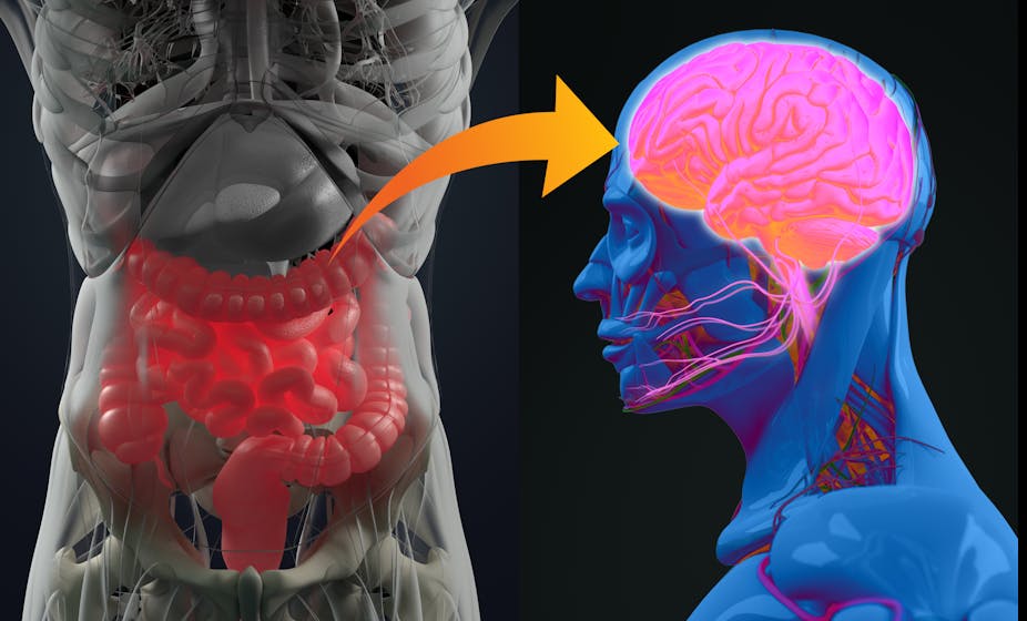 An animated depiction of our gut-brain axis. This axis influences the digestive system's activity and plays a role in appetite.