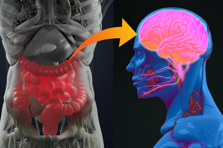 An animated depiction of our gut-brain axis. This axis influences the digestive system's activity and plays a role in appetite.
